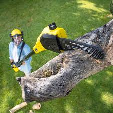 How Our Tree Care Process Works  in  Shady Hollow, TX