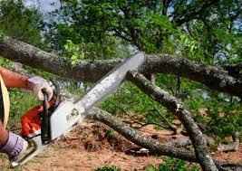 Best Tree Maintenance Programs  in Shady Hollow, TX