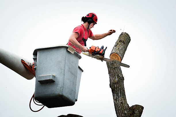 Trusted Shady Hollow, TX Tree Care Experts